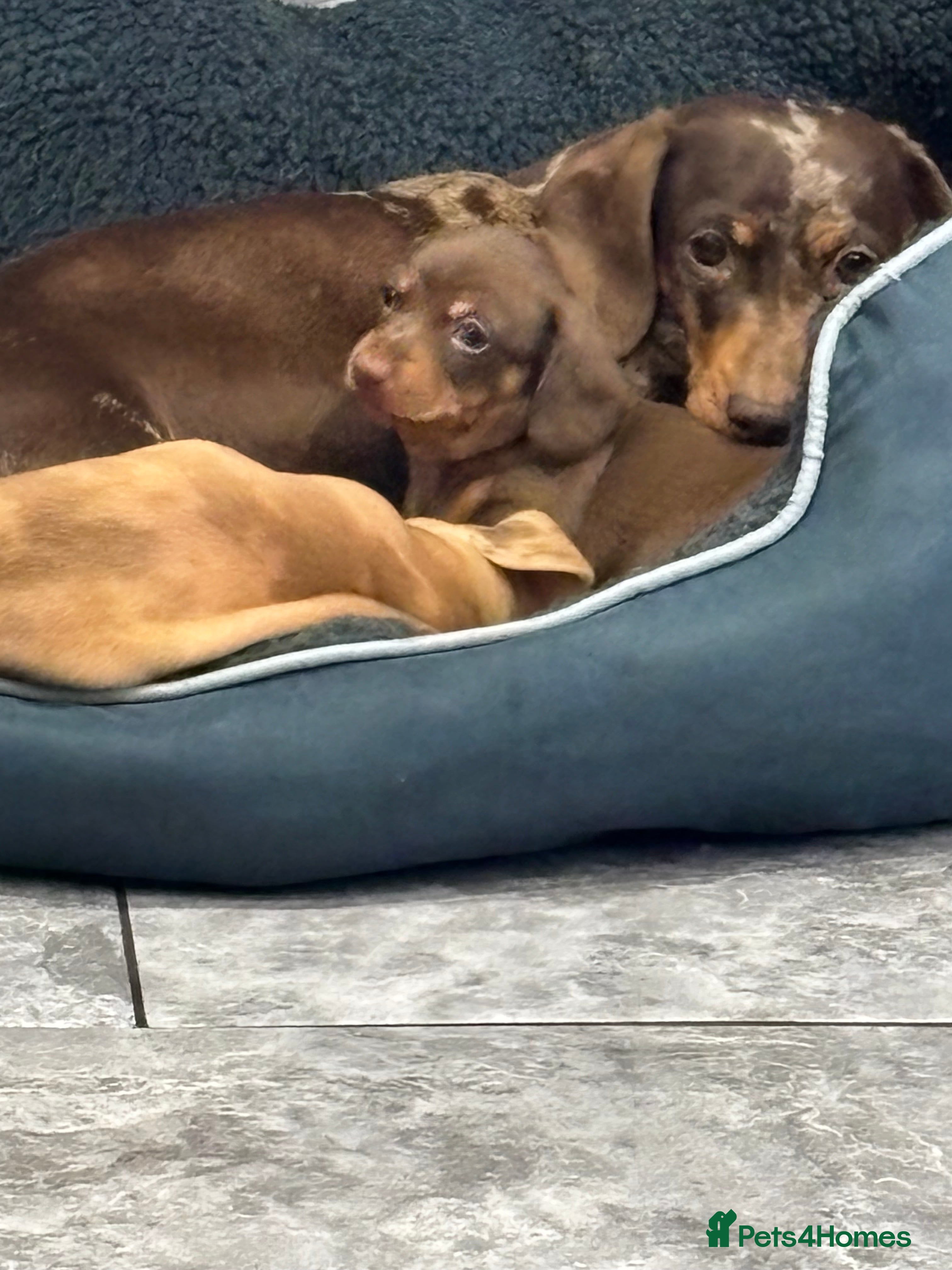 Miniature Dachshund dogs KC registered Miniature great bloodline  in Portsmouth - Advert 14