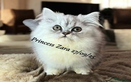 Munchkin cats for sale: Exceptional Quality & Extremely Rare Silver Minuet - Image 6