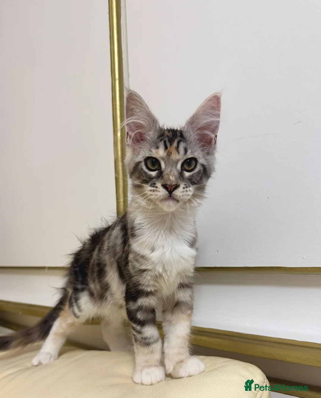 Maine Coon cats for sale: MaineCoonKitten🏆20+gen🧬Outstadning Full Pedigree - Advert 2