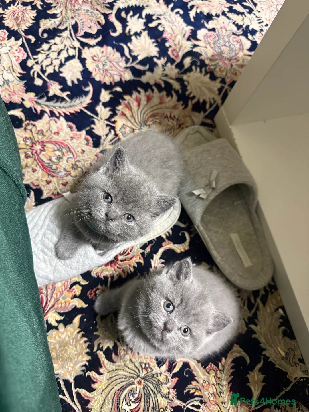 British Shorthair cats for sale: BSH kittens  - Advert 6