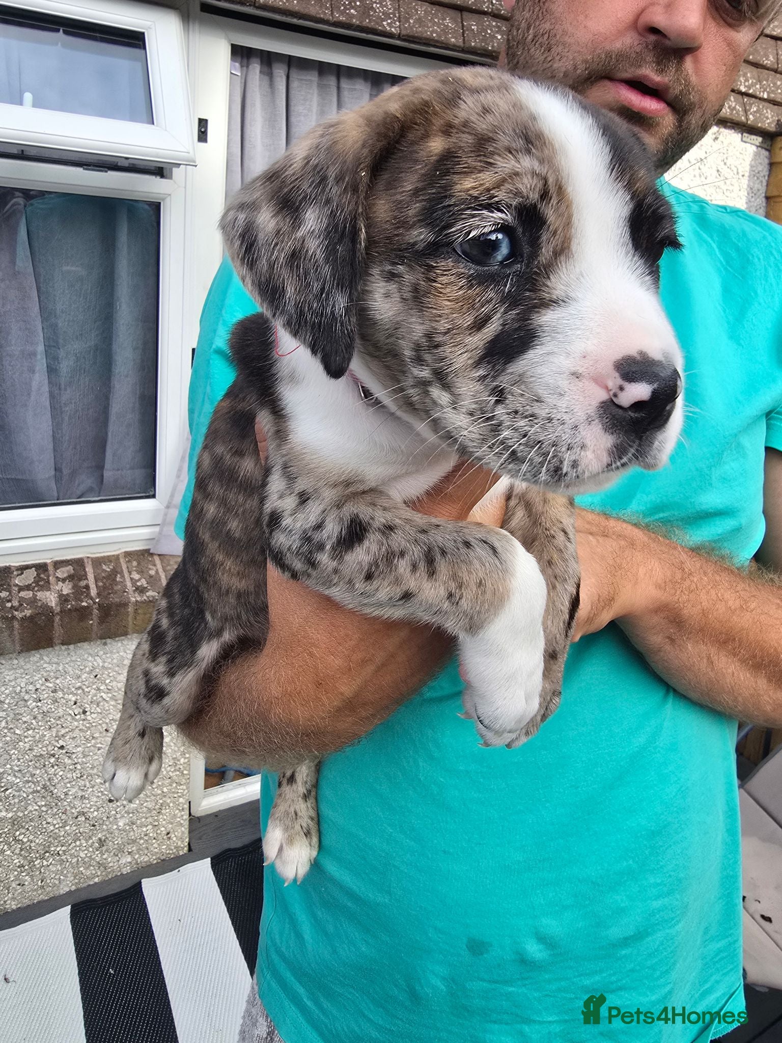 Mixed Breed dogs Stunning mixed Border collie   - Advert 20