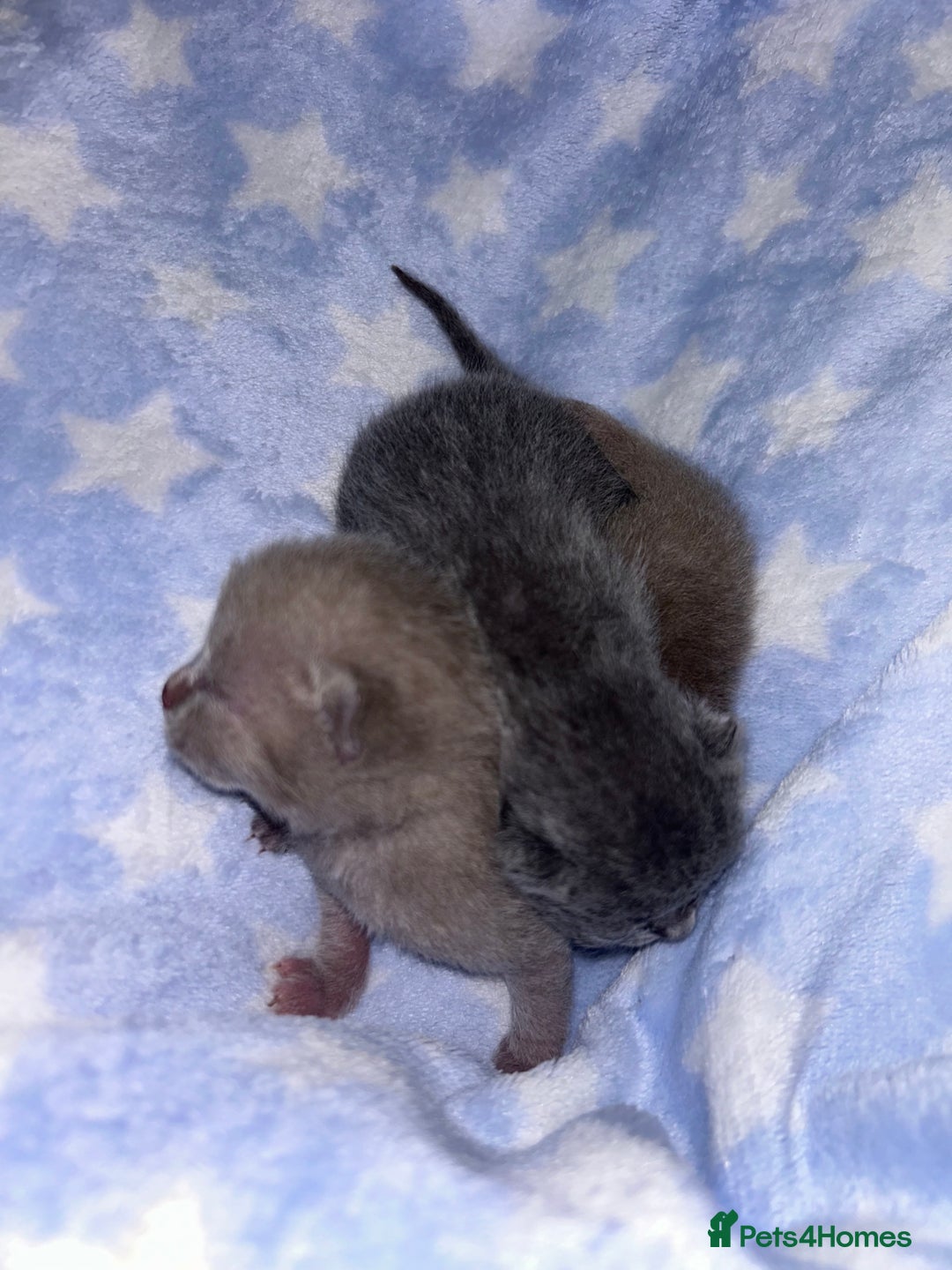 British Shorthair cats for sale: Pedigree kittens lilac boy blue girl  - Image 5
