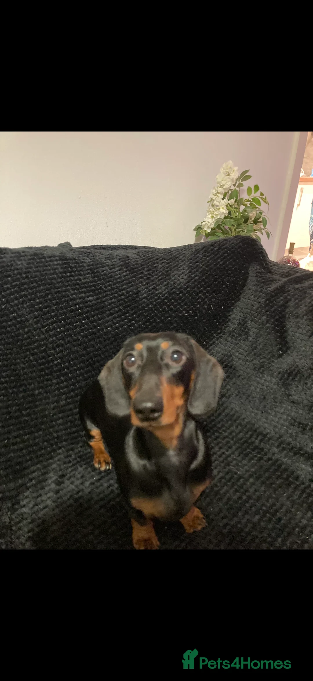 Dachshund dogs for sale: Dachshund puppy - Advert 2