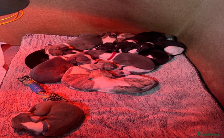 Whippet dogs - Advert 2