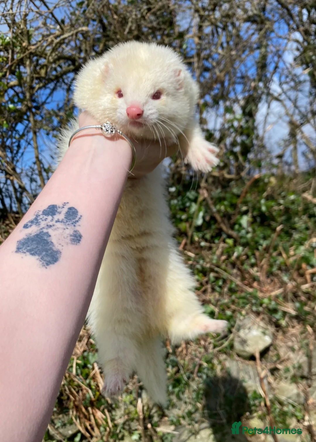 Ferret rodents for sale: Ferret for sale  - Advert 5