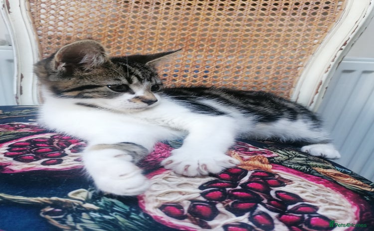 Mixed Breed cats - Advert 1
