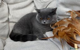 British Shorthair cats for sale: British shorthair female🏆 in Norwich - Image 4