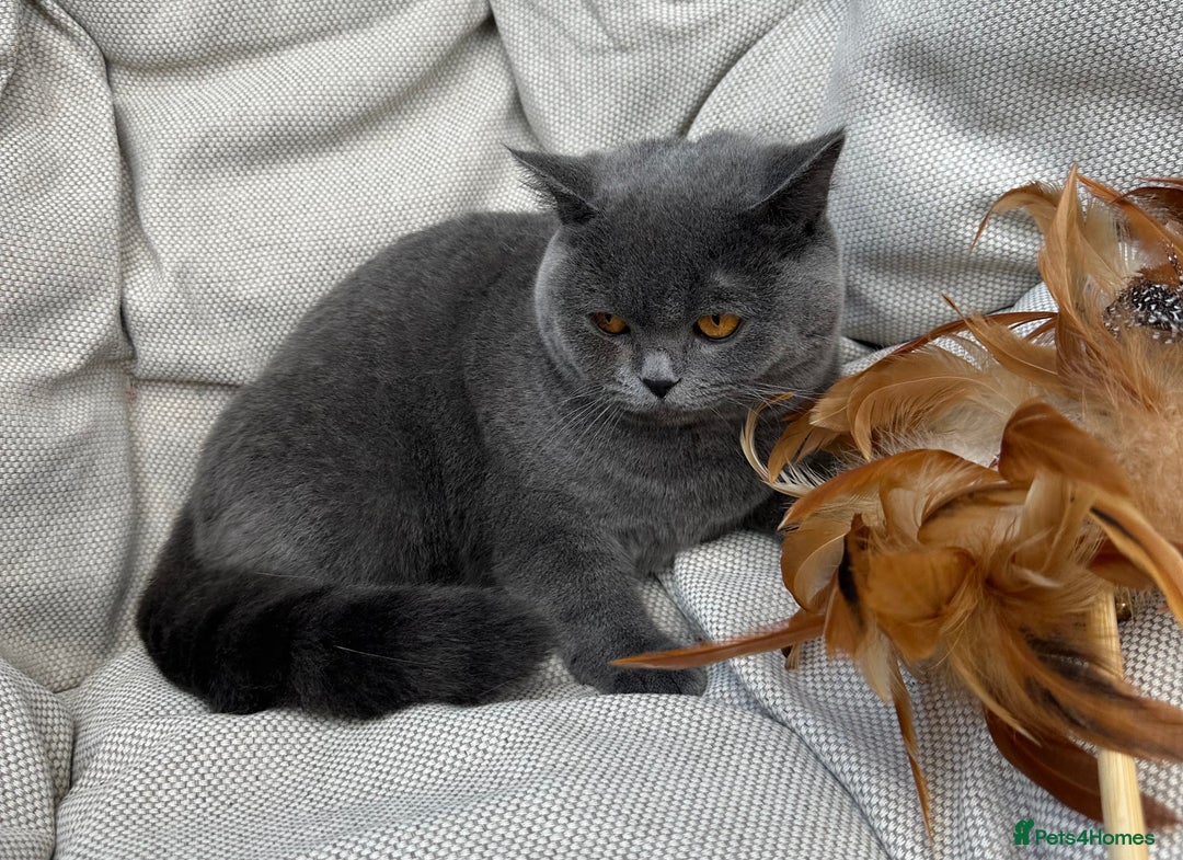 British Shorthair cats for sale: British shorthair female🏆 in Norwich - Image 4