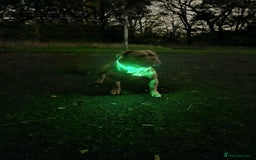 American Bully dogs for sale: American bully - Advert 4