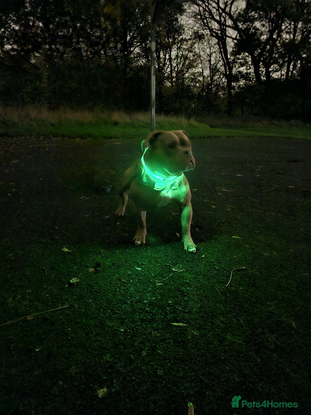 American Bully dogs for sale: American bully - Advert 4