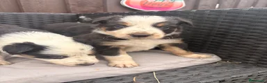 Border Collie 3
