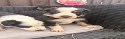 Border Collie dogs for sale: Gorgeous tri-coloured+black+white collie puppies  - Advert 10