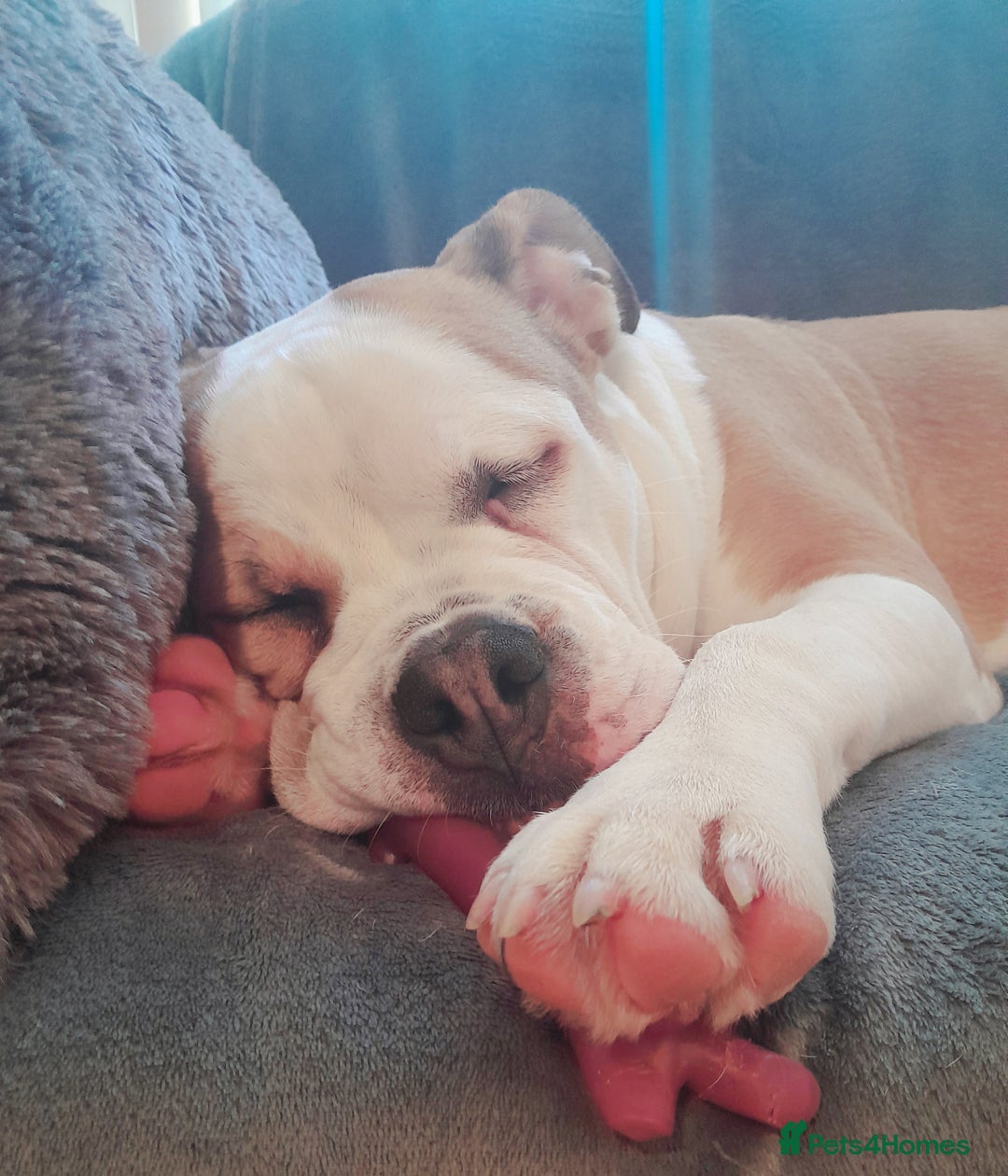 Mixed Breed dogs for sale: 7month old american bulldog cross olde thyme  - Image 2