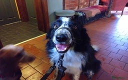 Border Collie dogs for sale: Digby - 5 Year Old Neutered Male Border Collue - Image 3