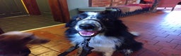 Border Collie dogs for sale: Digby - 5 Year Old Neutered Male Border Collue - Advert 3