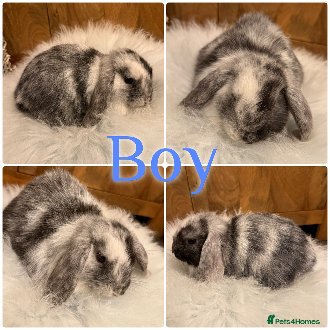 Mini Lop rabbits for sale: Baby Mini Lop Rabbits for Sale 8 Weeks Ready To Go - Advert 4