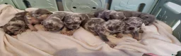 French Bulldog dogs for sale: Most Ardoarble Frenchies - Advert 11