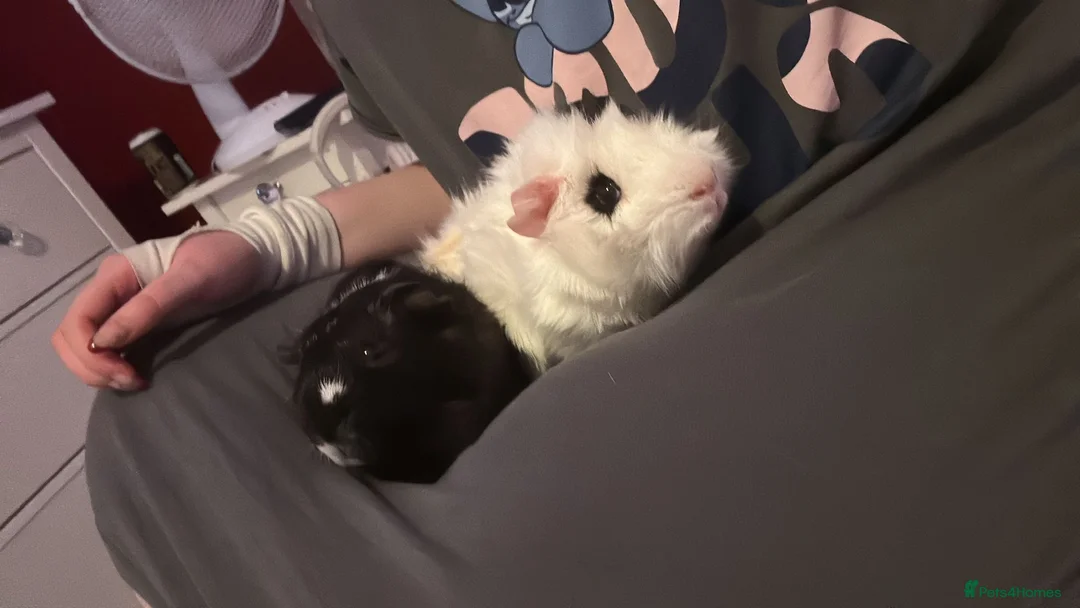 Guinea Pig rodents for sale: Milo and Max looking for a new home in Dartford - Advert 1