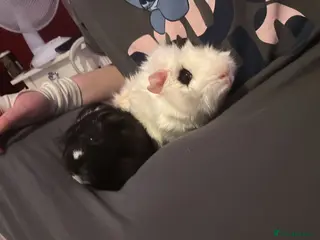 Guinea Pig rodents Milo and Max looking for a new home in Dartford - Advert 1