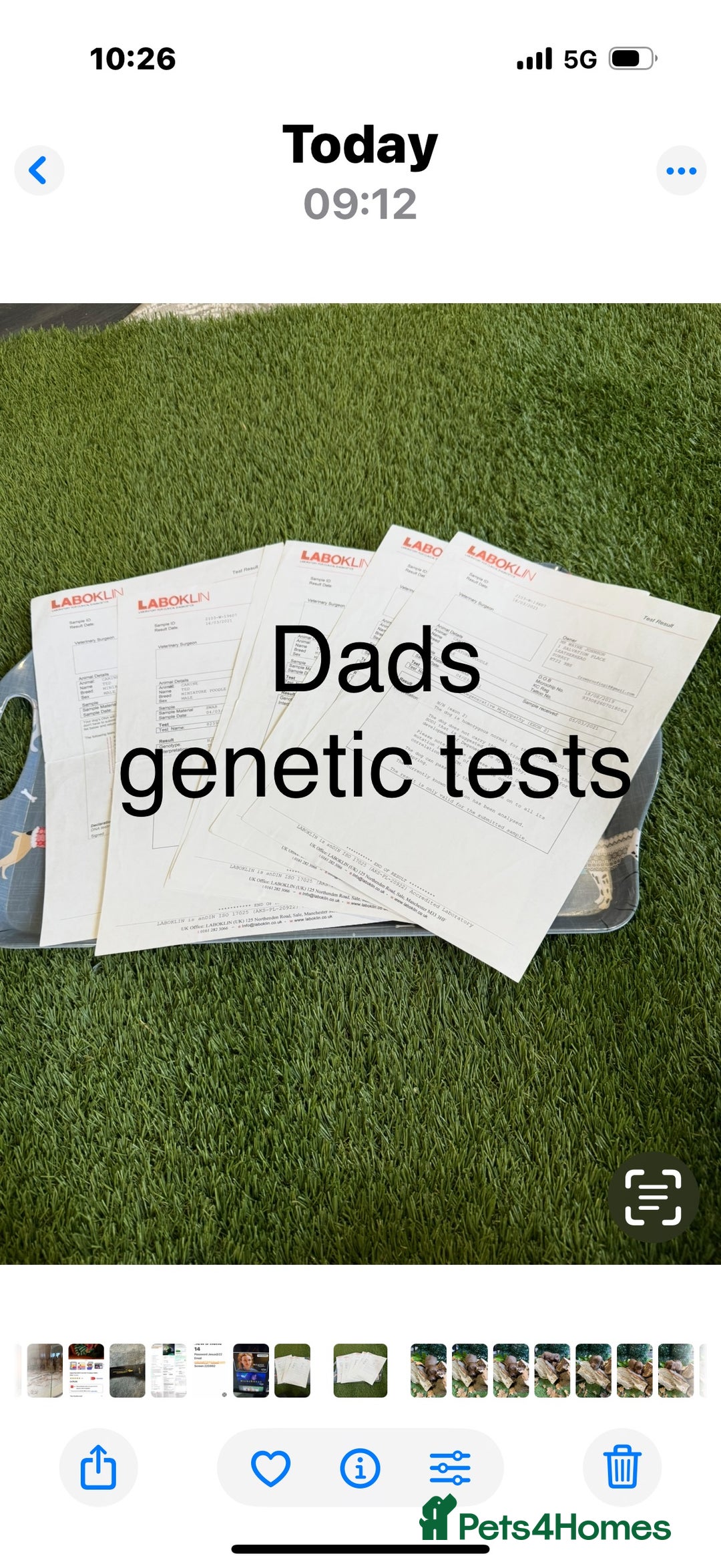 Cockapoo dogs for sale: F1 Cockapoo ( health tested parents) - Image 16