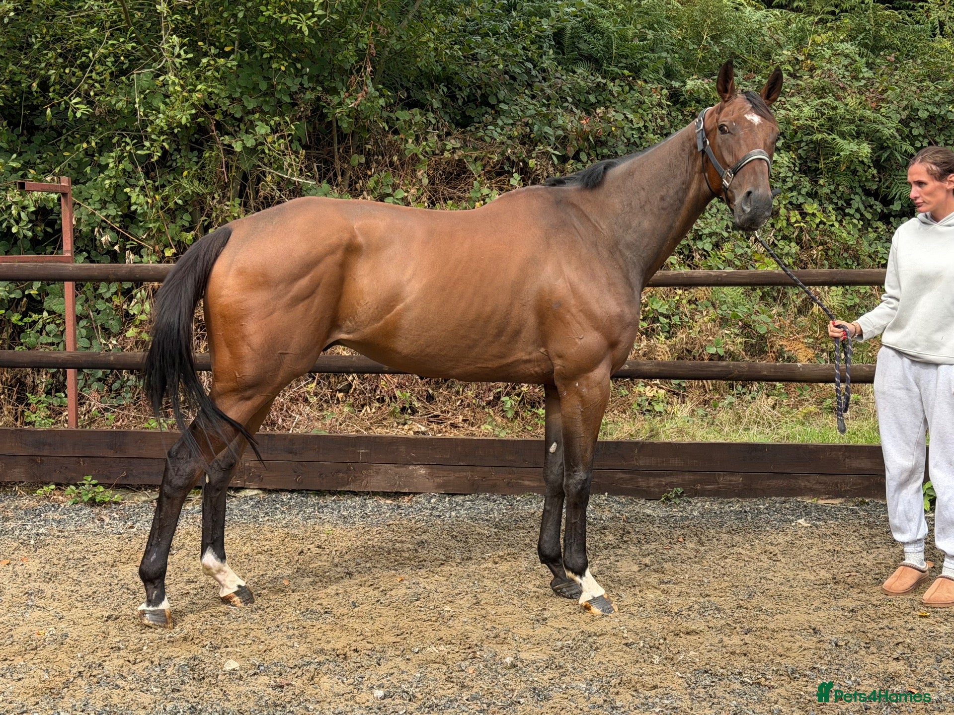 English Thoroughbred horses Champ - Ex racehorse seeks a new home - Advert 1