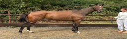 English Thoroughbred horses for sale: Champ - Ex racehorse seeks a new home - Advert 1
