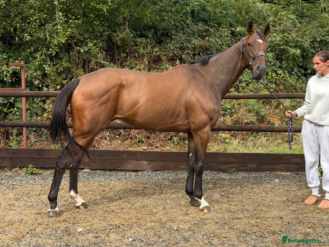 English Thoroughbred horses for sale: Champ - Ex racehorse seeks a new home - Advert 1