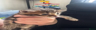 Baby 3