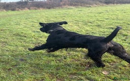Giant Schnauzer dogs for stud: Giant Schnauzer for stud - Image 17