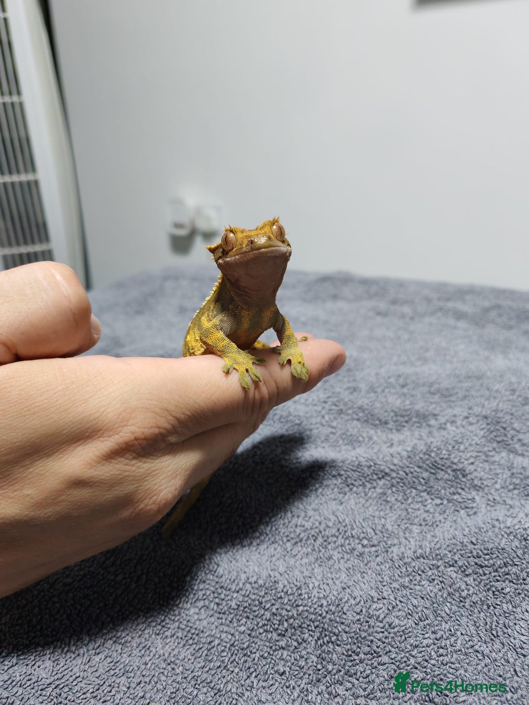 Gecko reptiles for sale: Crested Gecko with enclosure - female - Advert 11