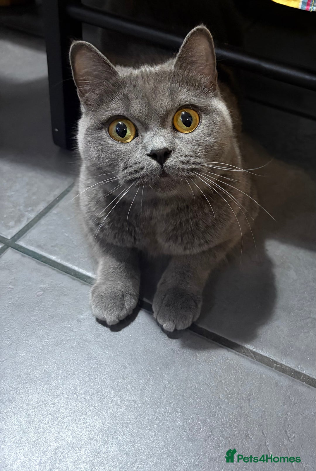 Mixed Breed cats for sale: British Short Hair and Tuxedo Cat Mix Breed  - Advert 17