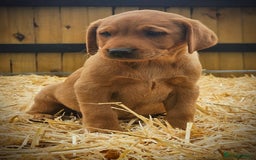 Labrador Retriever dogs for sale: Lovely litter of fox red and black Labrador pups - Image 7