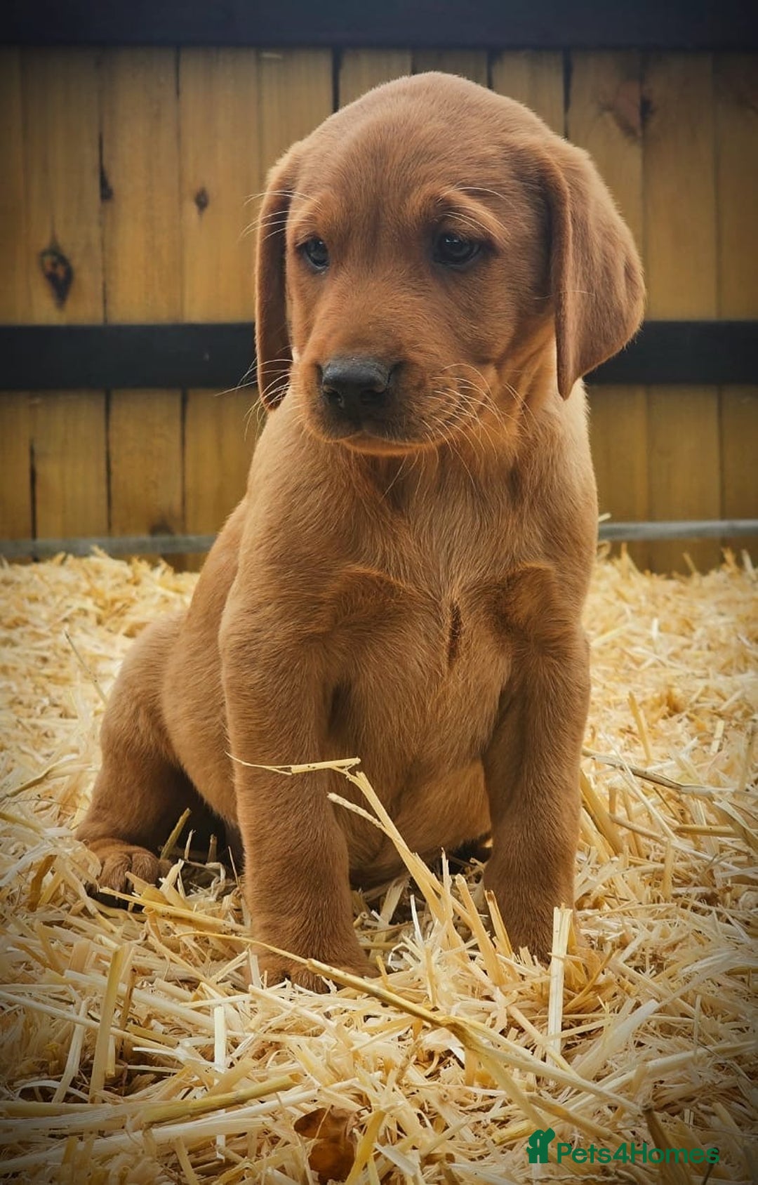 Labrador Retriever dogs for sale: Lovely litter of fox red and black Labrador pups - Image 7