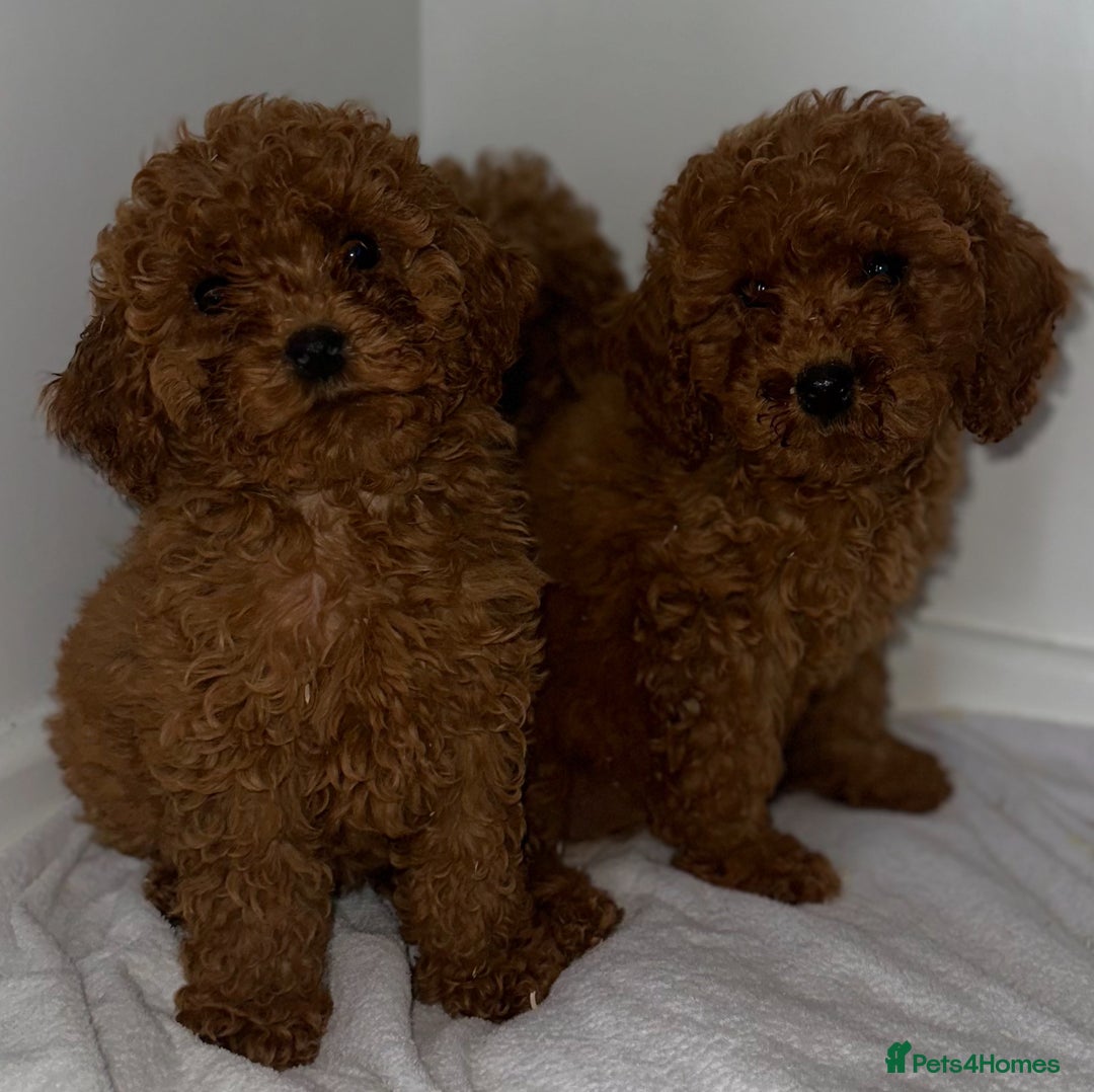 Cavapoo dogs for sale: F1 cavapoo  reddy now  - Image 7