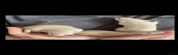 Rat rodents for sale: Adorable Dumbo Baby Rats, Looking For Loving Homes - Advert 7