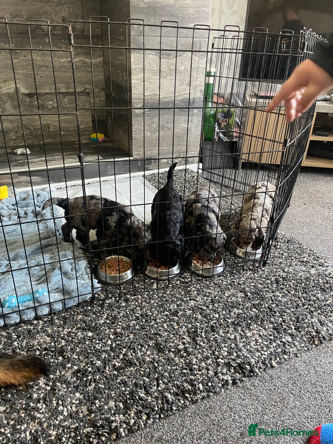 Cockapoo dogs for sale: Ready Now Beautiful Cockapoo pups £1000 in Wolverhampton - Image 29