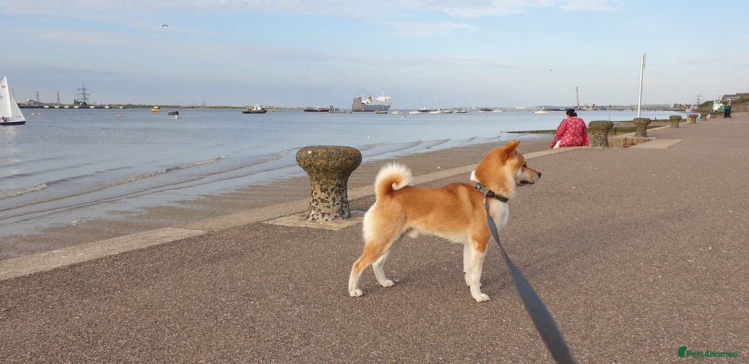 Japanese Shiba Inu dogs for sale:  **  Purebred Japanese Shiba Inu 🐕 - Advert 3