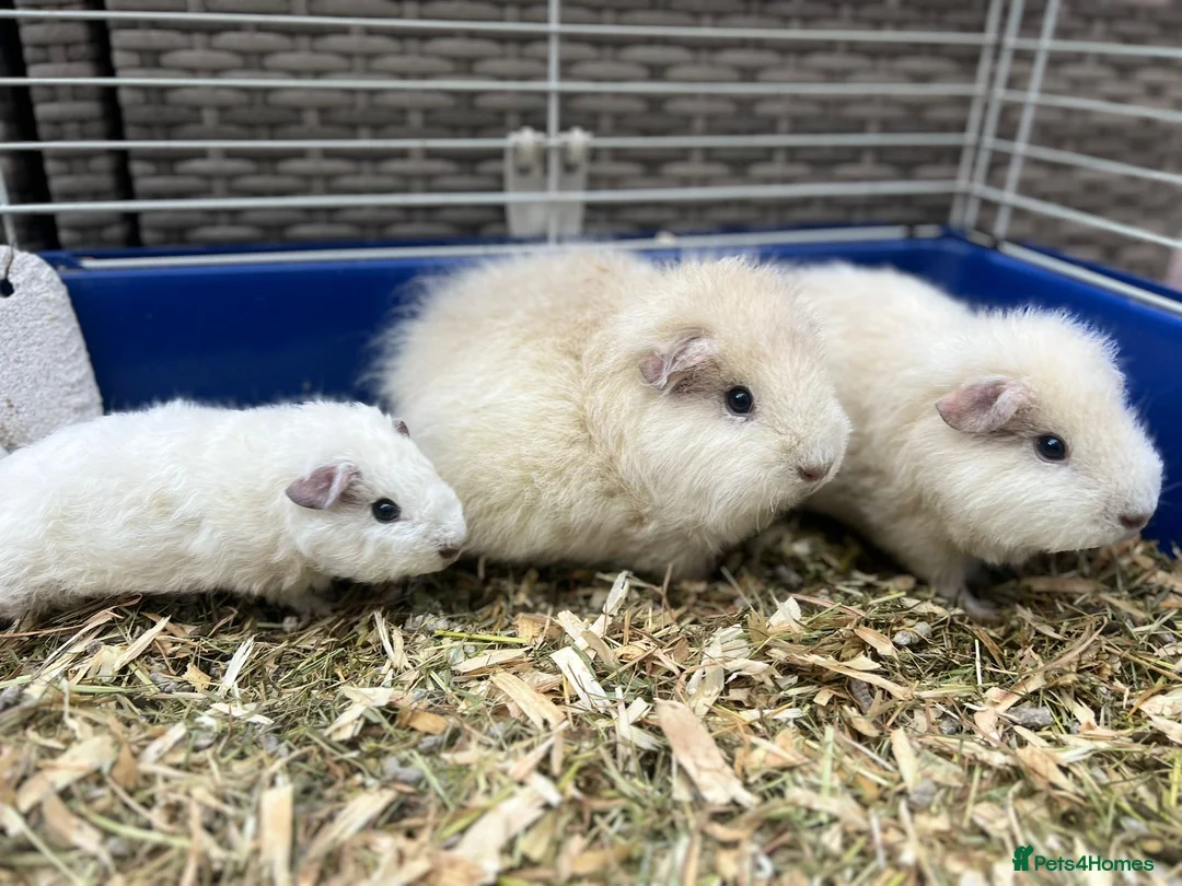 Guinea Pig rodents for sale: Teddy Guinea Pig 7x boys - each only £10 - Advert 3