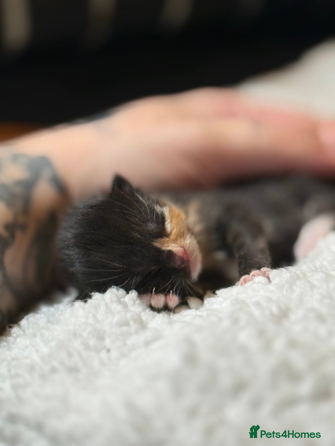 Domestic Shorthair cats for sale: Gorgeous fluffy kittens - Advert 13