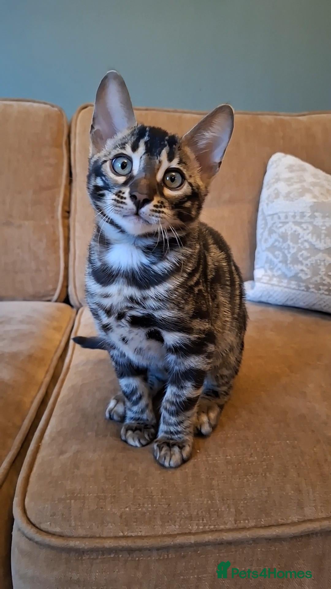 Bengal cats Wild and Luxurious Tica Bengals - Advert 2