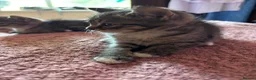 Persian cats for sale: Beautiful playful kittens Persian X  in Brighton - Advert 13