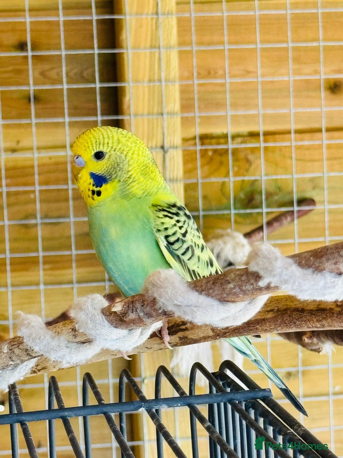 Budgerigars birds Budgie baby bird for 40 - Advert 4