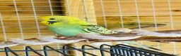 Budgerigars birds for sale: Budgie baby bird for 40 - Advert 1