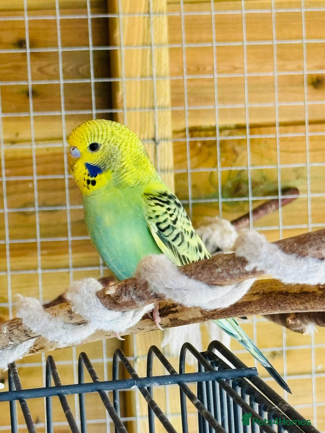 Budgerigars birds for sale: Budgie baby bird for 40 - Advert 1