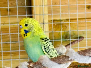 Budgerigars birds Budgie baby bird for 40 - Advert 4