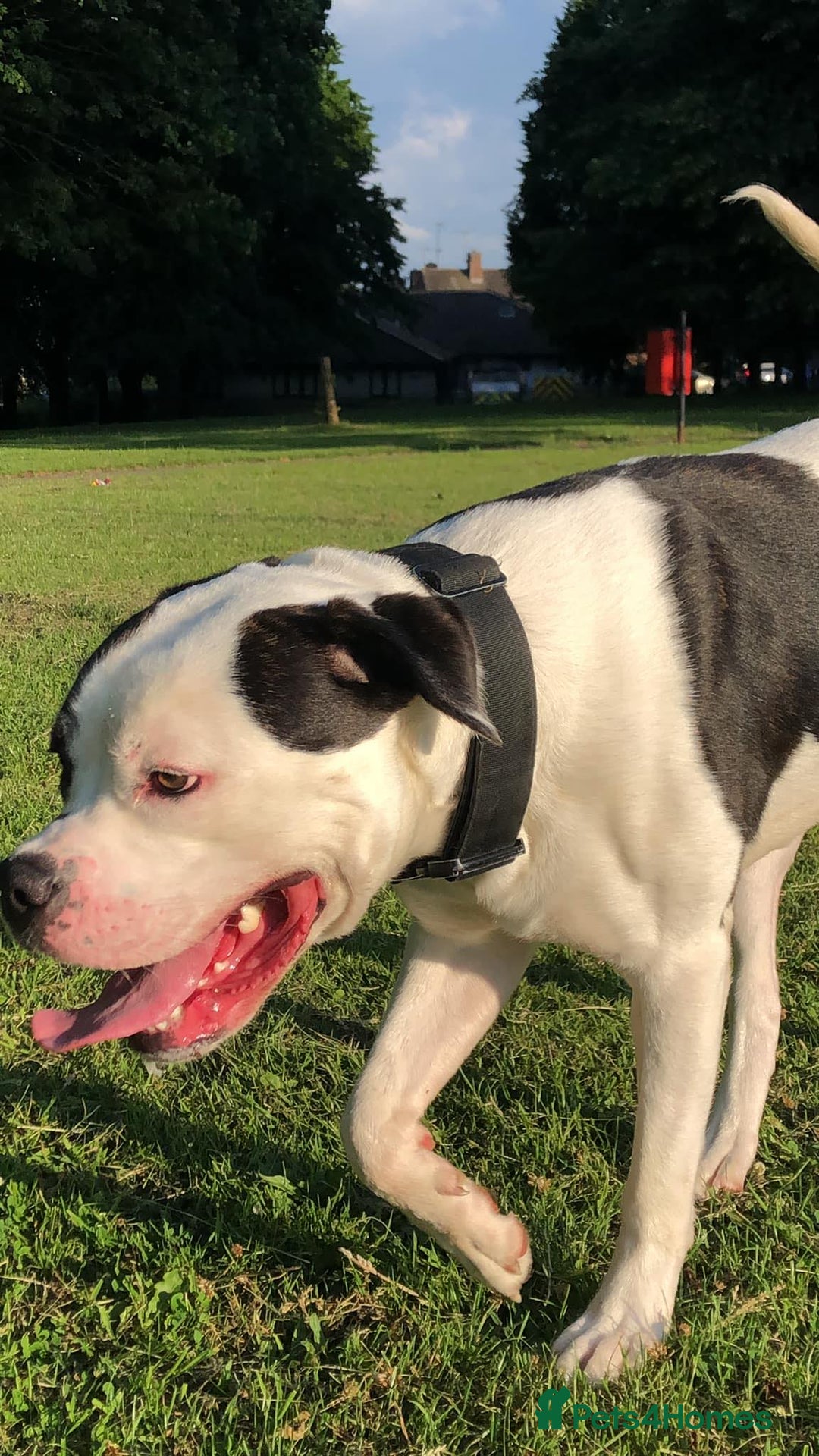 Mixed Breed dogs for sale: Cane Corso-Belgian Malanois cross American Bulldog - Advert 6