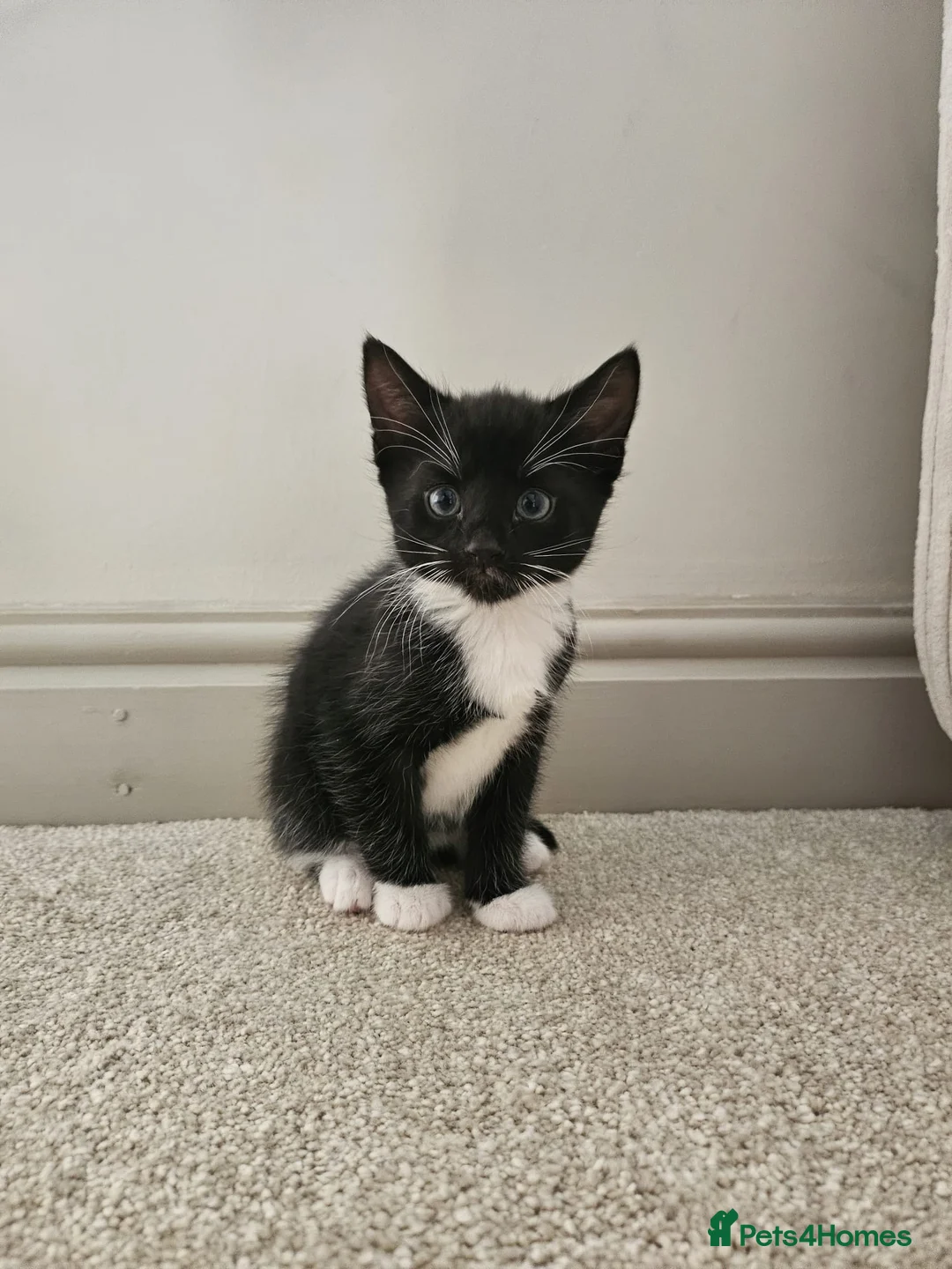 Mixed Breed cats for sale: 4 beautiful kittens up for sale 2 boys 2 girls in Rotherham - Advert 2