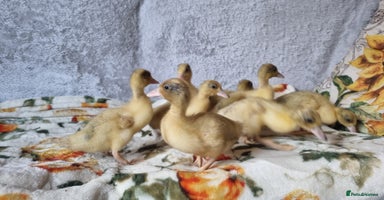 Ducks poultry - Advert 10