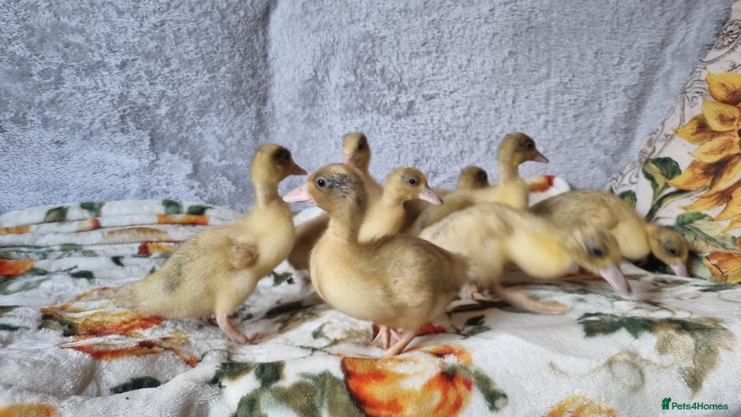 Ducks poultry for sale: Call ducklings unsexed - Image 2