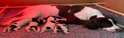 English Springer Spaniel dogs for sale: 🐾Gorgeous KC Reg English Springer Spaniel Pups🐾 - Advert 2